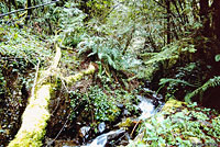 Dunn's Salamander habitat