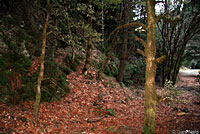 Del Norte Salamander Habitat