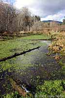 Northwestern Salamander habitat