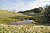 tiger salamander habitat