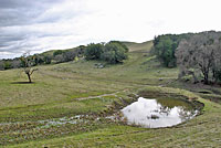 tiger salamander habitat