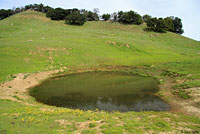 tiger salamander habitat