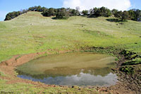 tiger salamander habitat