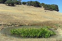 tiger salamander habitat