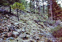 Siskiyou Mountains Salamander Habitat