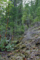 Siskiyou Mountains Salamander Habitat