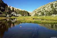 Sierra Nevada Yellow-legged Frog Habitat