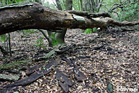 Yellow-eyed Ensatina Habitat