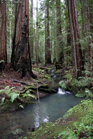 Red-bellied Newt Habitat