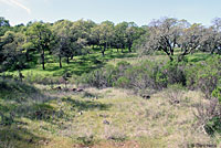 Sierran Treefrog Habitat