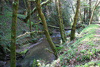 Santa Cruz Black Salamander Habitat