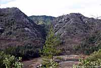 Shasta Salamander habitat