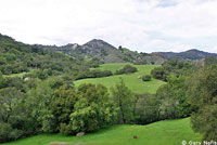 San Simeon Slender Salamander Habitat