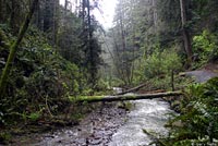 Wandering Salamander Habitat