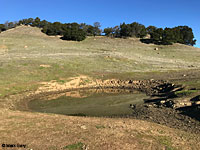 tiger salamander habitat