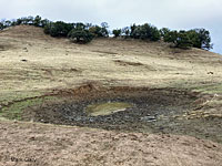 tiger salamander habitat