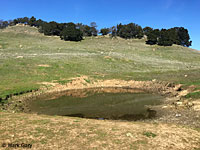 tiger salamander habitat