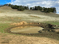 tiger salamander habitat