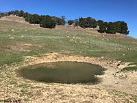 tiger salamander habitat