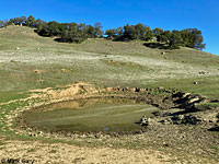 tiger salamander habitat