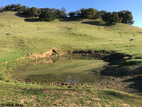 tiger salamander habitat