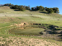 tiger salamander habitat