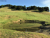 tiger salamander habitat