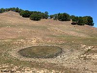 tiger salamander habitat