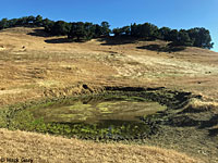 tiger salamander habitat