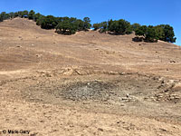 tiger salamander habitat