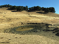 tiger salamander habitat