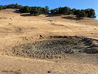 tiger salamander habitat