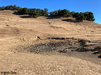 tiger salamander habitat