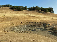 tiger salamander habitat