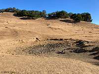 tiger salamander habitat