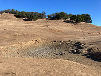 tiger salamander habitat