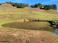 tiger salamander habitat