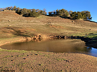 tiger salamander habitat