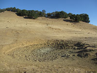 tiger salamander habitat