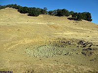 tiger salamander habitat