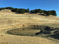 tiger salamander habitat