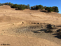 tiger salamander habitat