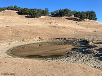 tiger salamander habitat