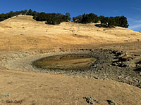 tiger salamander habitat