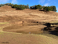 tiger salamander habitat