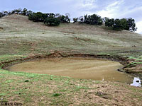 tiger salamander habitat