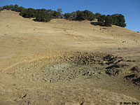 tiger salamander habitat