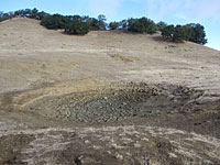 tiger salamander habitat