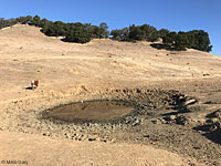 tiger salamander habitat