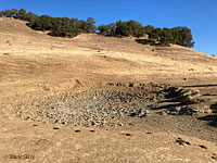 tiger salamander habitat